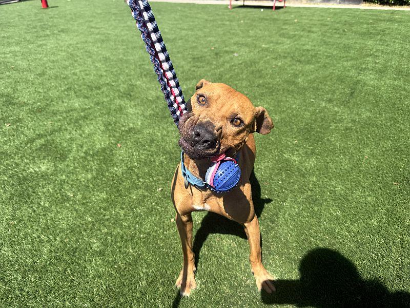 Chrome, a ADOPTABLE Pit Bull Terrier in Berkeley, CA image 3/4