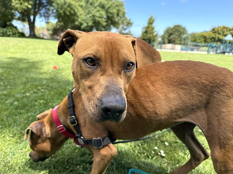 Chrome, a ADOPTABLE Pit Bull Terrier in Berkeley, CA image 1/4