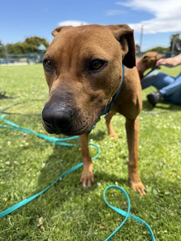 Chrome, a ADOPTABLE Pit Bull Terrier in Berkeley, CA image 4/4