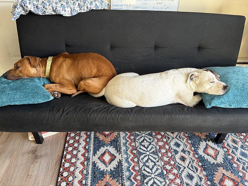Enlarge Cheetah Chrome, a ADOPTABLE Pit Bull Terrier in Berkeley, CA image 5/6