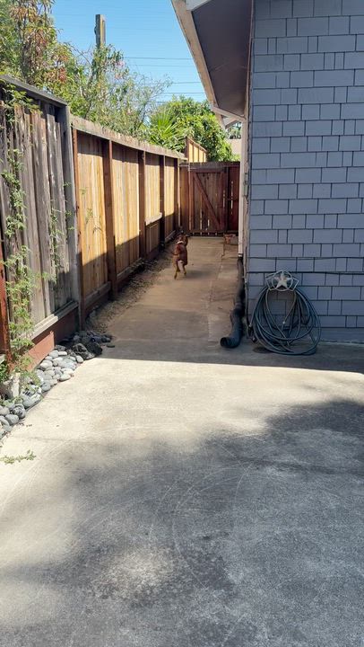 Enlarge Cheetah Chrome, a ADOPTABLE Pit Bull Terrier in Berkeley, CA video 6/6