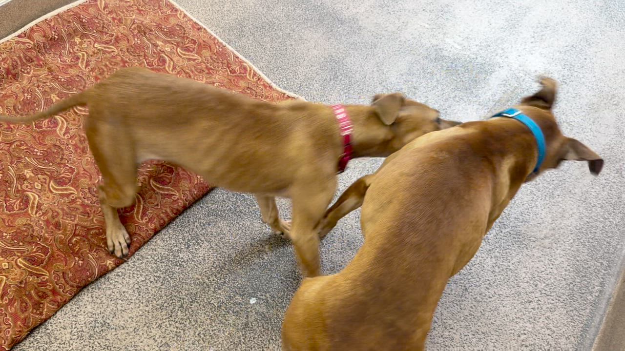 Enlarge Cheetah Chrome, a ADOPTABLE Pit Bull Terrier in Berkeley, CA video 4/6