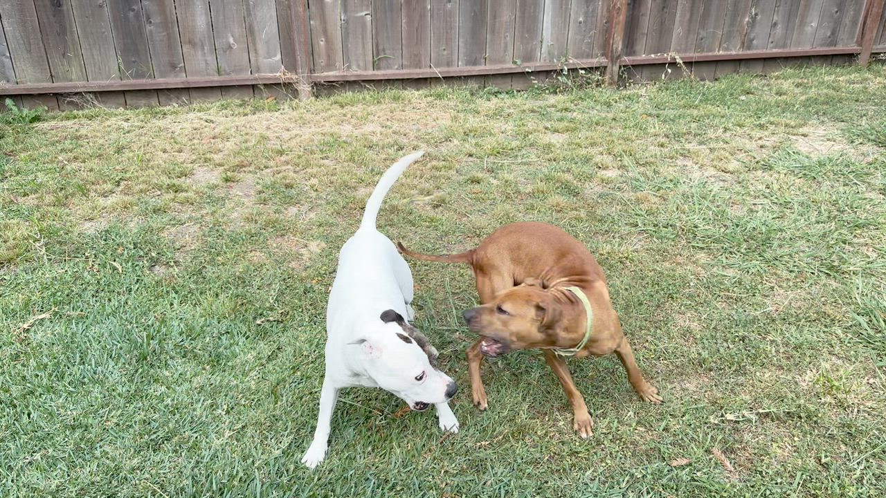 Enlarge Cheetah Chrome, a ADOPTABLE Pit Bull Terrier in Berkeley, CA video 2/6