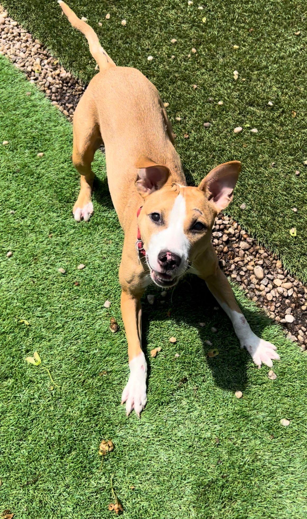 Daisy # 2