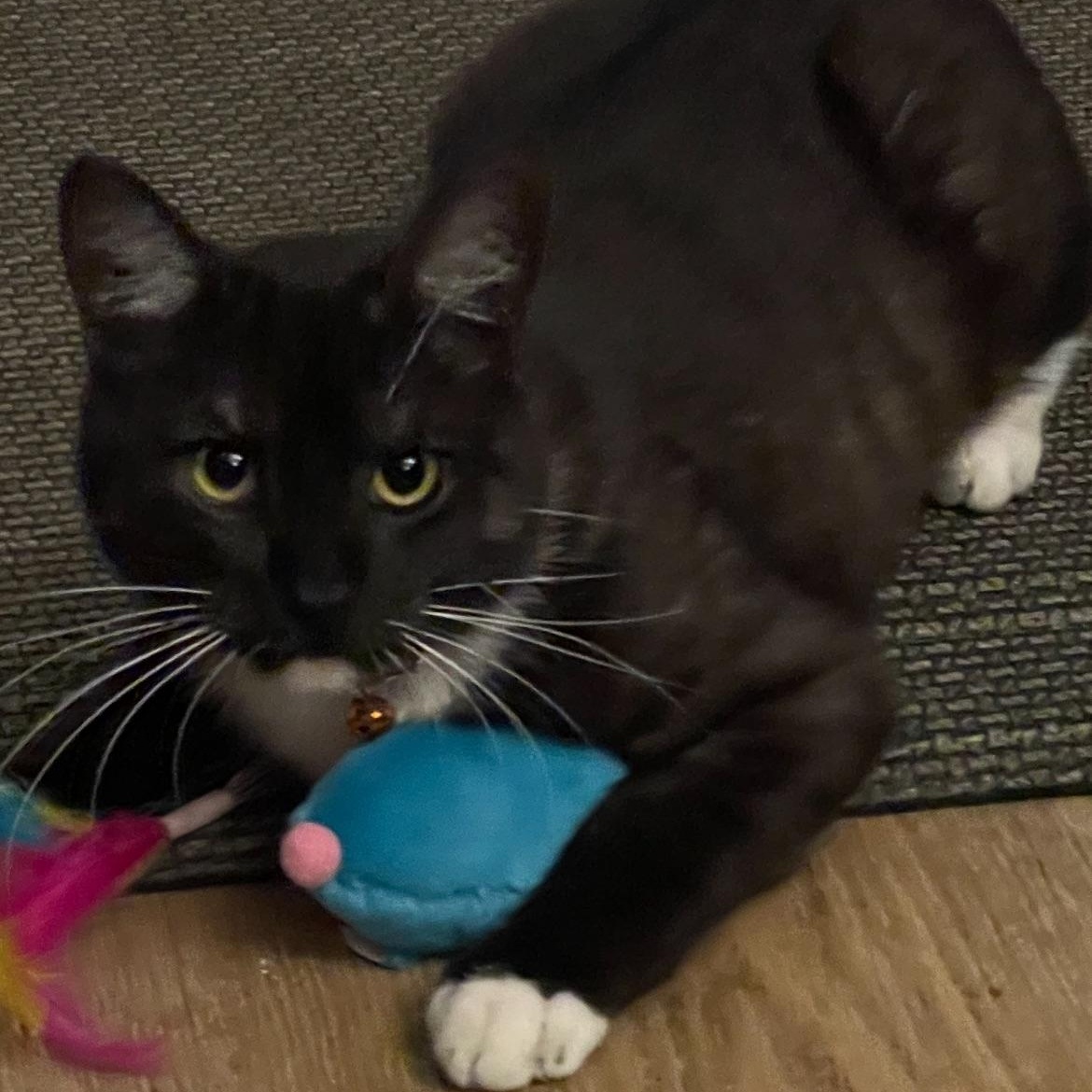 Enlarge Merlin, an adopted Tuxedo in San Mateo, CA image 3/5