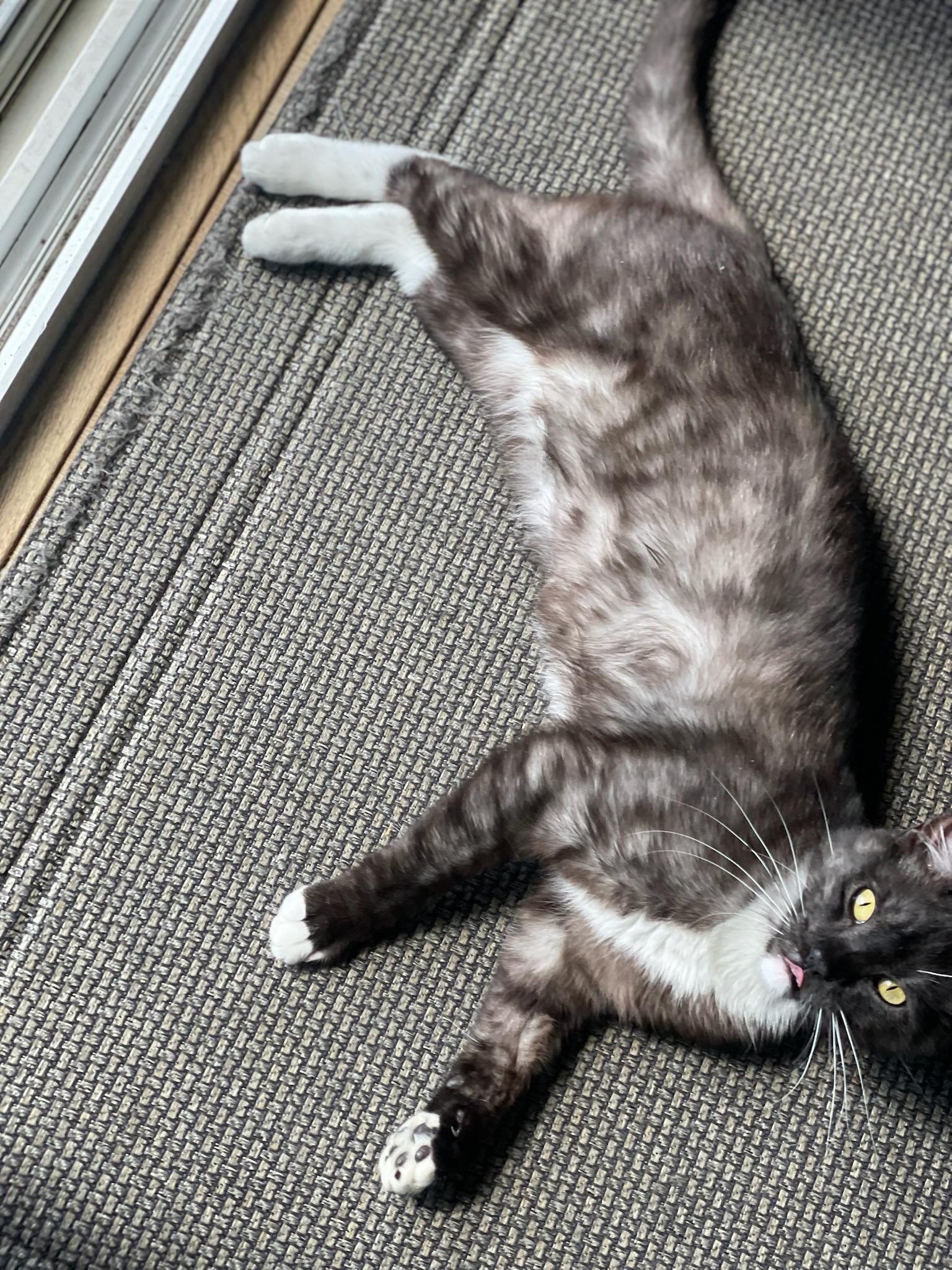 Enlarge Merlin, an adopted Tuxedo in San Mateo, CA image 5/5