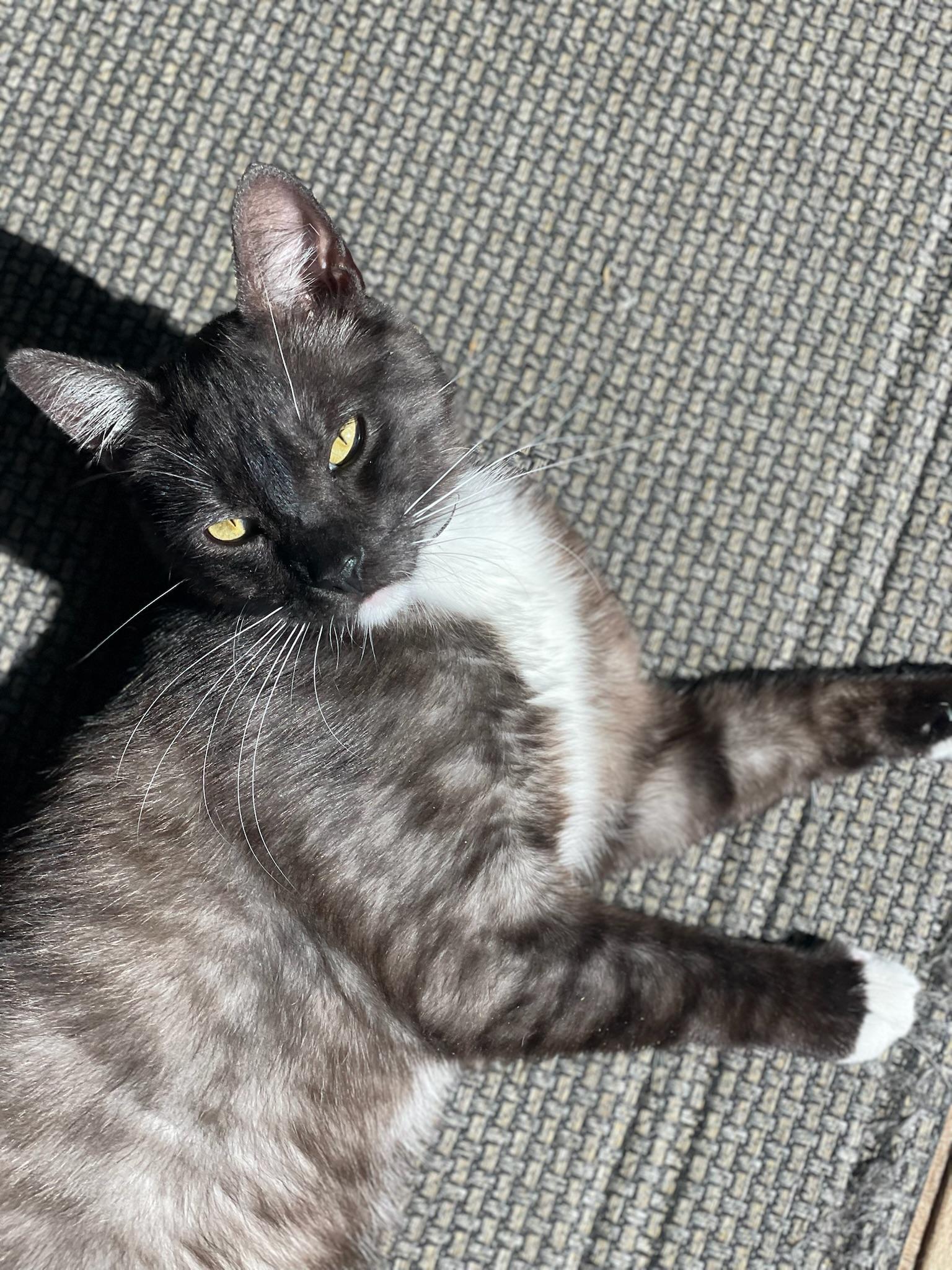Enlarge Merlin, an adopted Tuxedo in San Mateo, CA image 4/5
