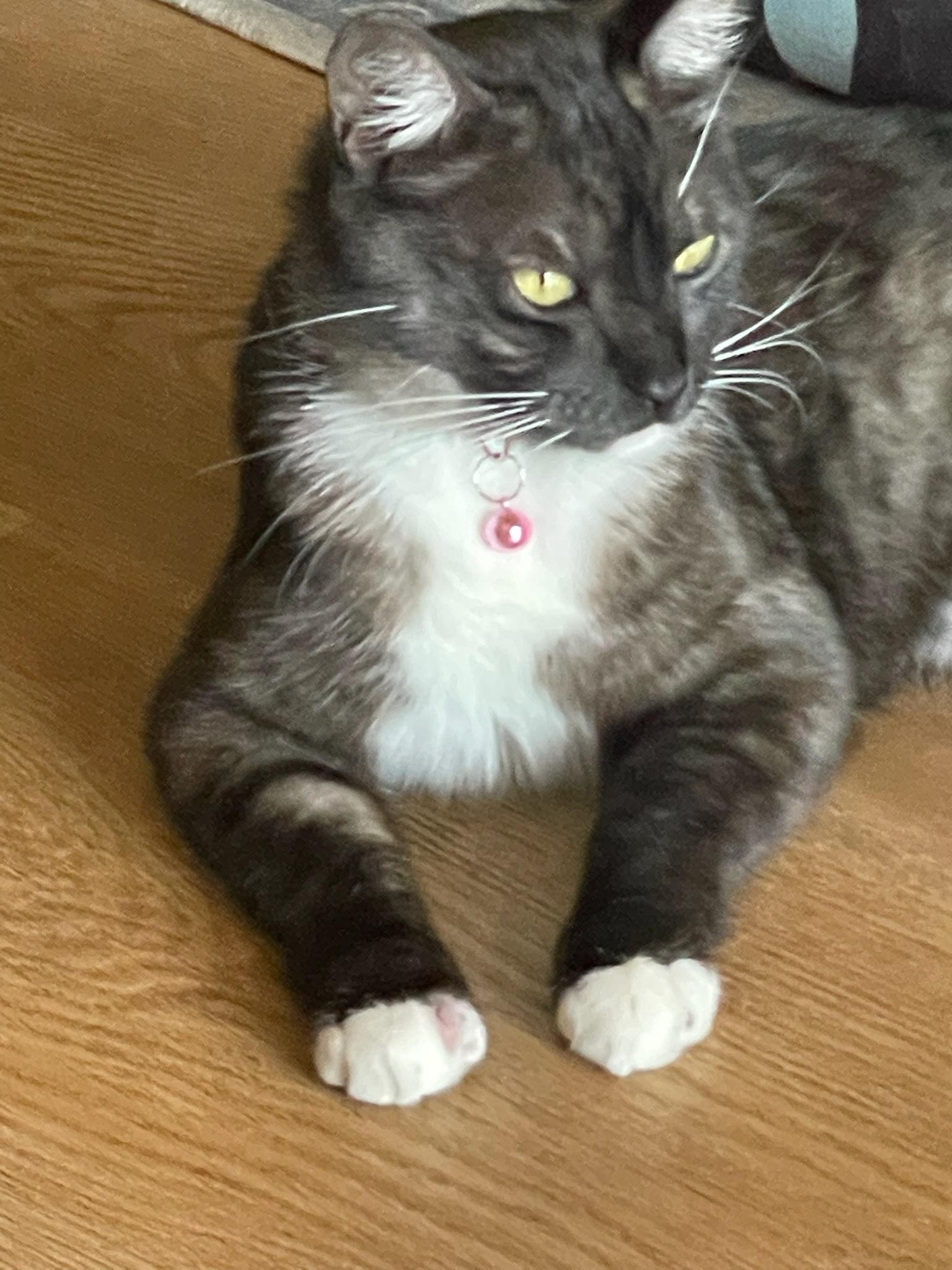 Enlarge Merlin, an adopted Tuxedo in San Mateo, CA image 2/5