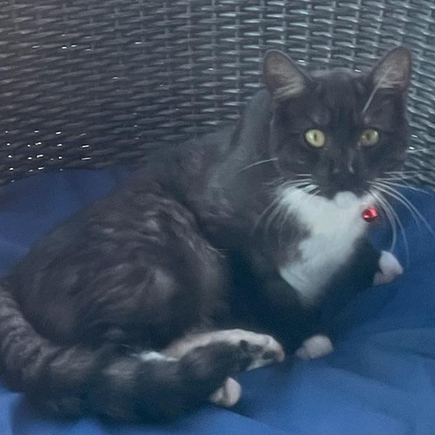 Merlin, adopted, Young Male Tuxedo.