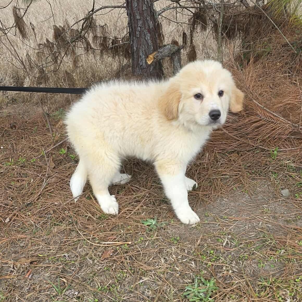 Enlarge Tyler, an adopted Great Pyrenees in Southfield , MI image 3/6
