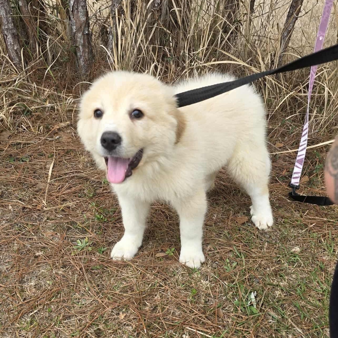 Enlarge Tyler, an adopted Great Pyrenees in Southfield , MI image 2/6