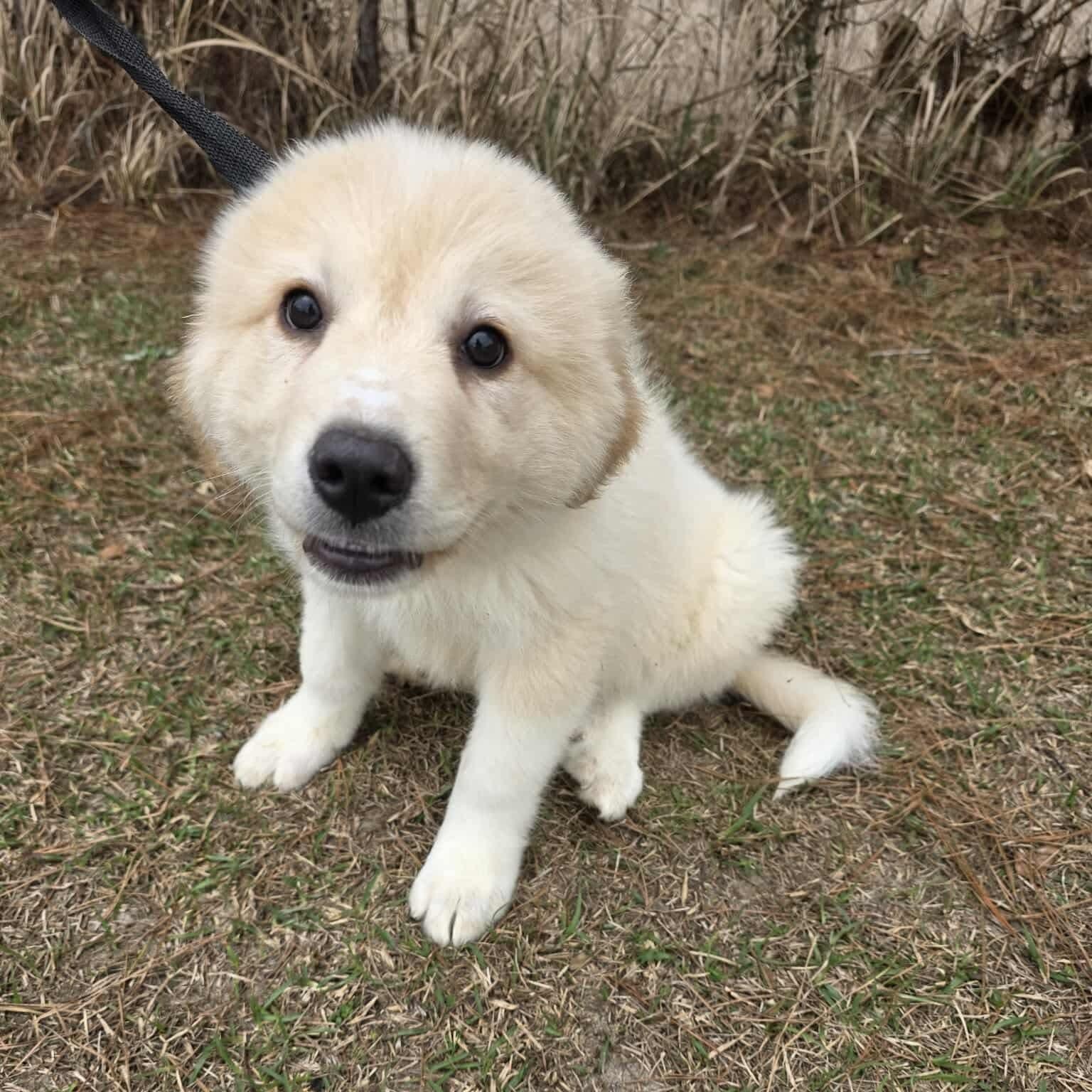 Enlarge Tyler, an adopted Great Pyrenees in Southfield , MI image 6/6