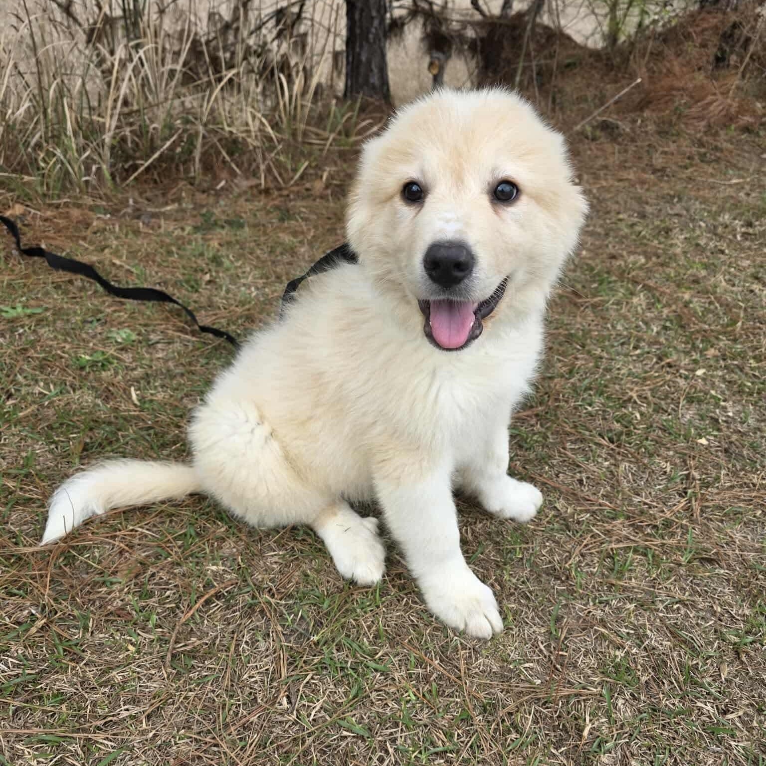 Enlarge Tyler, an adopted Great Pyrenees in Southfield , MI image 4/6