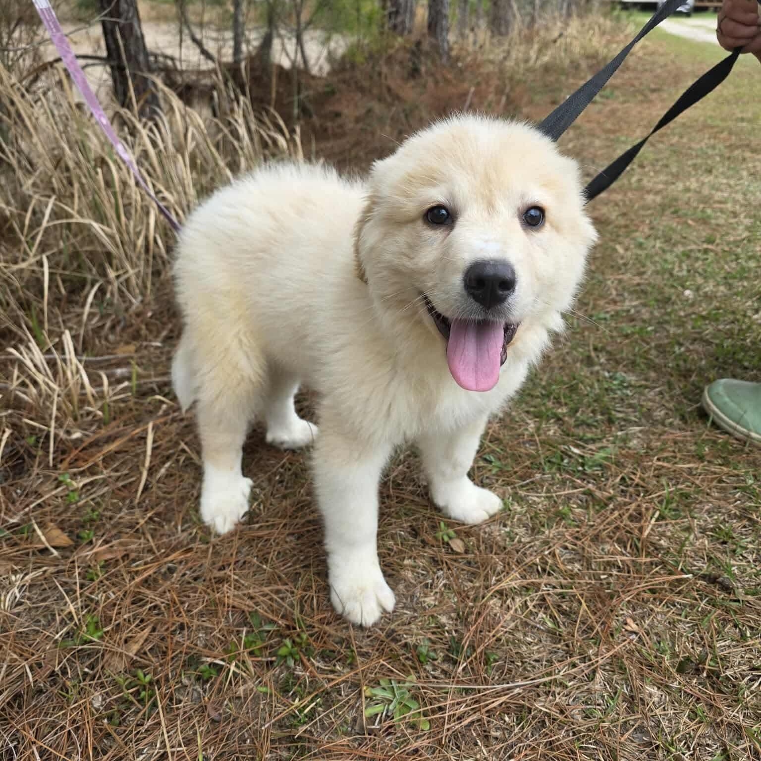 Enlarge Tyler, an adopted Great Pyrenees in Southfield , MI image 5/6