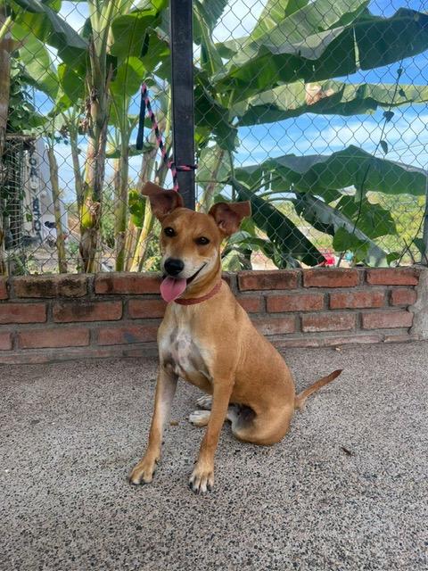 Sandy, Adoptable, Young Female Whippet & Terrier.