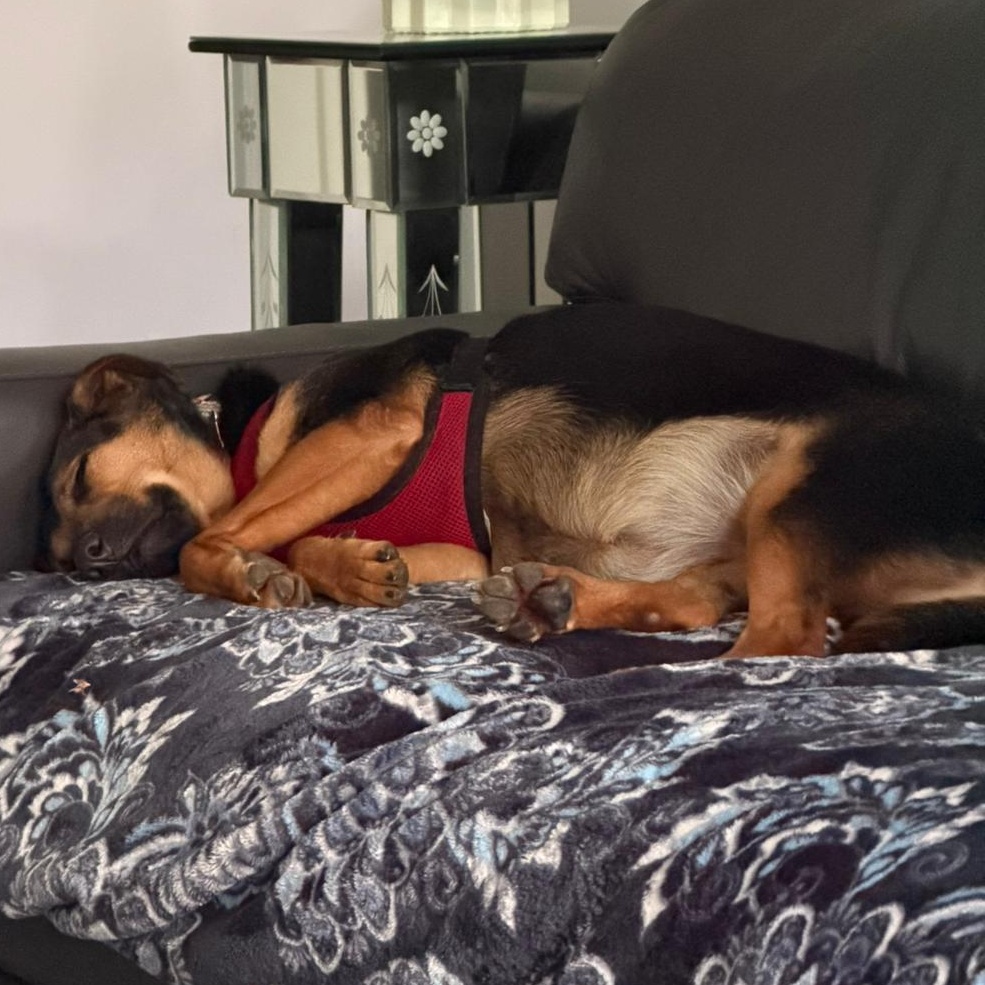 Enlarge Mambita, a ADOPTABLE Mixed Breed in North Vancouver, BC image 6/6