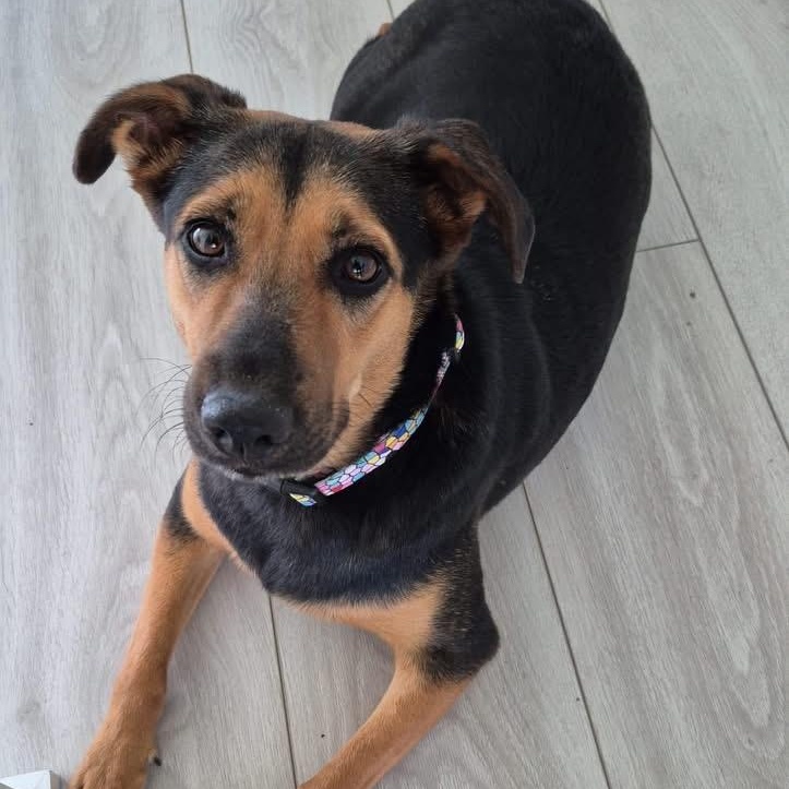 Mambita, ADOPTABLE, Adult Female Mixed Breed.