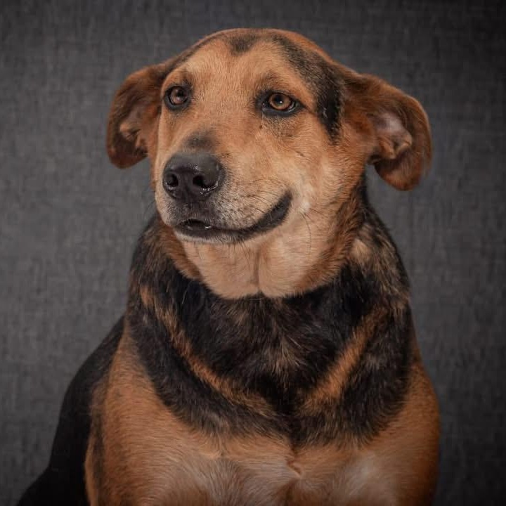 Mambita, ADOPTABLE, Adult Female Mixed Breed.