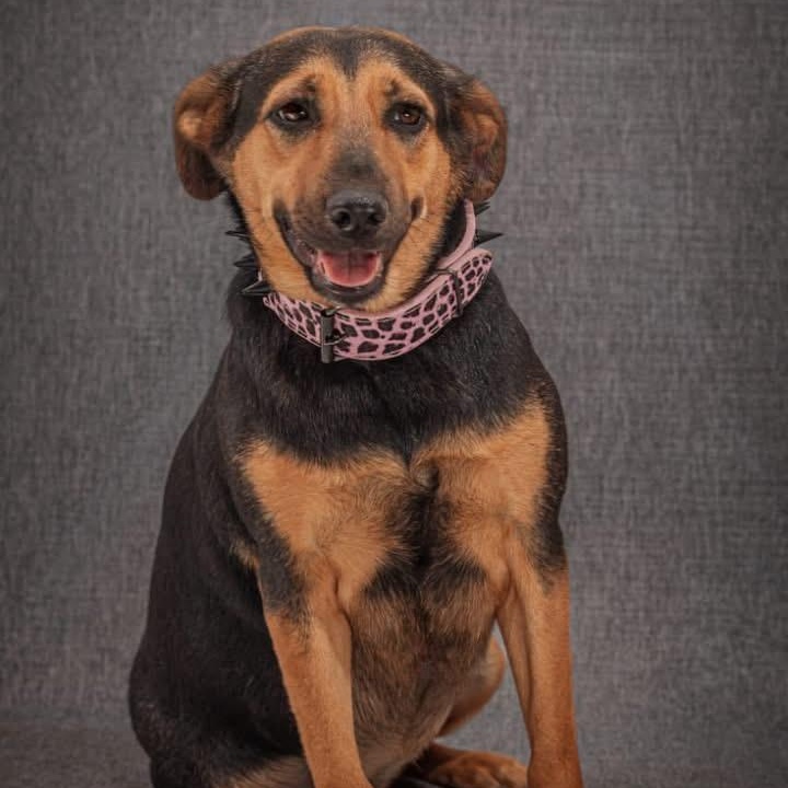 Enlarge Mambita, a ADOPTABLE Mixed Breed in North Vancouver, BC image 3/4