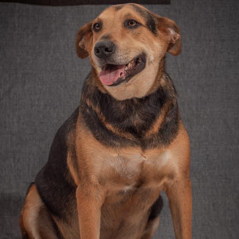 Enlarge Mambita, a ADOPTABLE Mixed Breed in North Vancouver, BC image 2/4