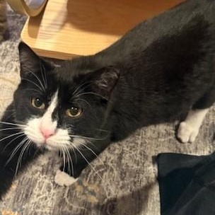 Enlarge Obi, a Adoptable Domestic Short Hair in Vallejo, CA image 2/2