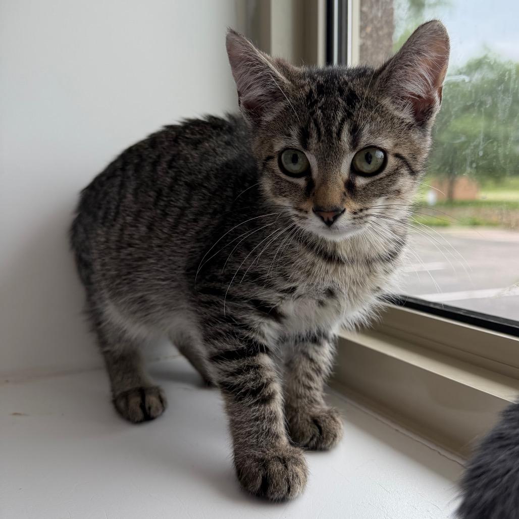 Pretty Boy Miah, Adoptable, Kitten Male Domestic Short Hair.