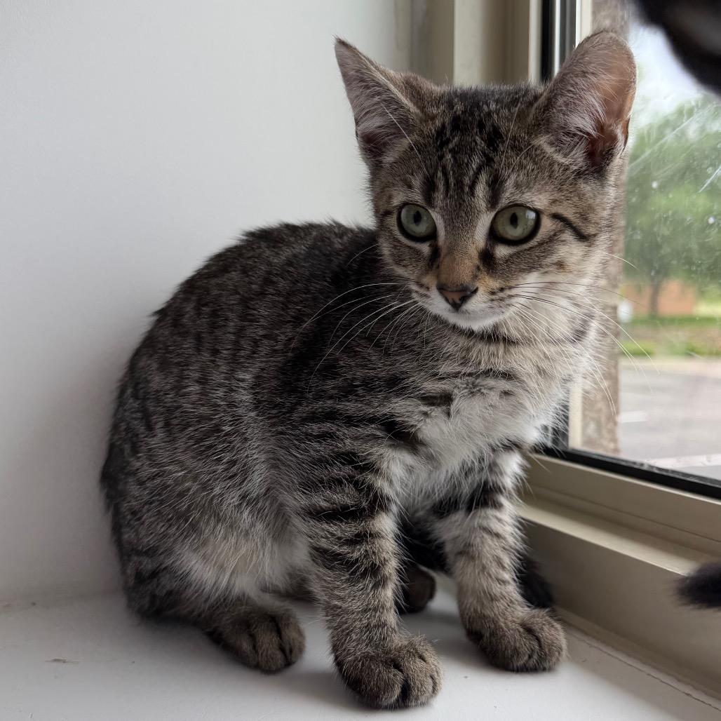 Enlarge Pretty Boy Miah, a Adoptable Domestic Short Hair in Mankato, MN image 2/3