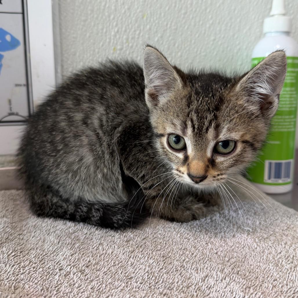 Enlarge Pretty Boy Miah, a Adoptable Domestic Short Hair in Mankato, MN image 3/3