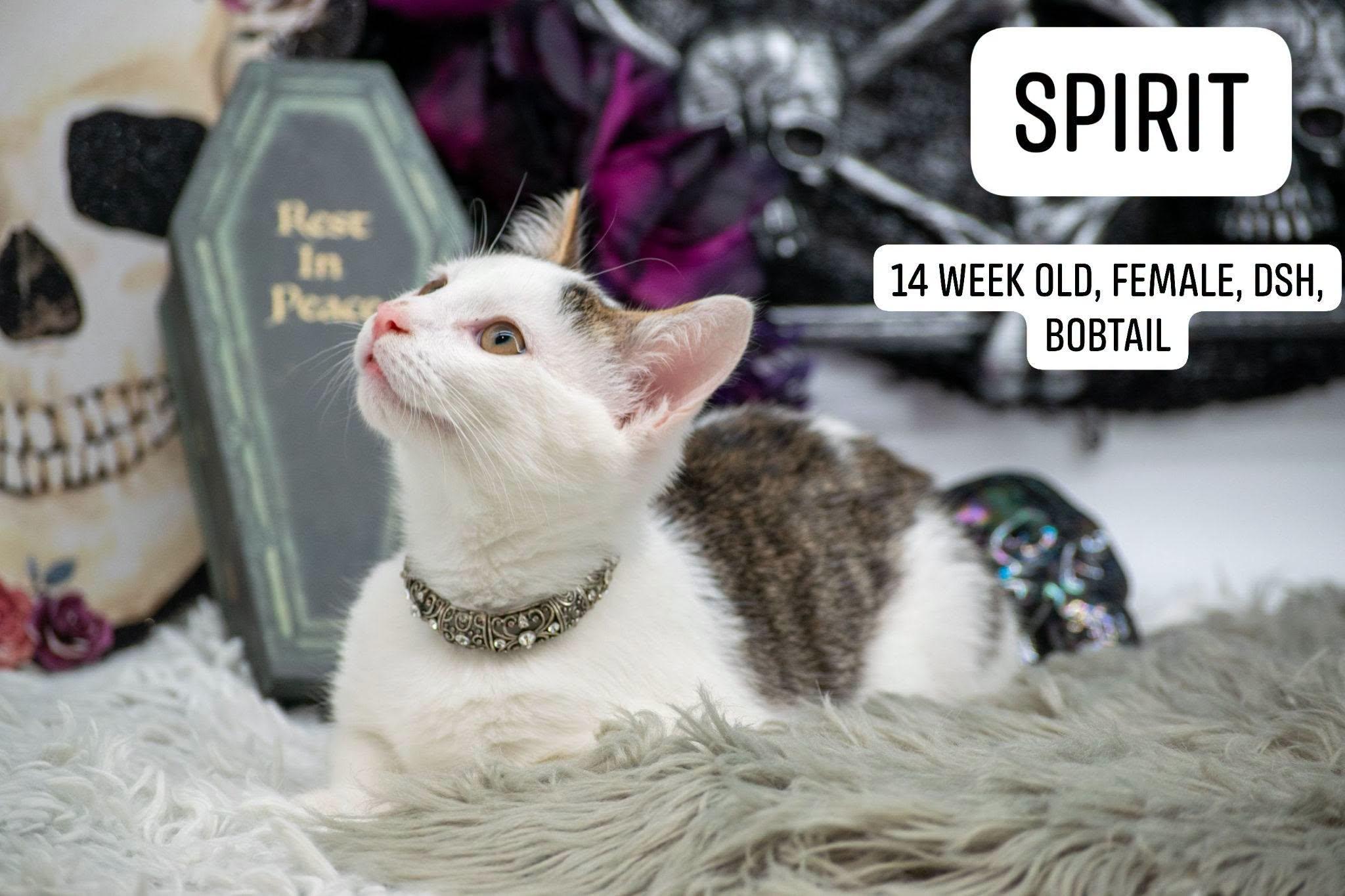 Spirit, Adoptable, Kitten Female Domestic Short Hair.