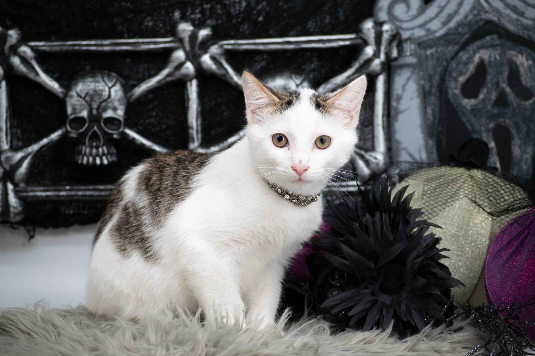 Enlarge Spirit, a Adoptable Domestic Short Hair in Sevierville, TN image 2/3