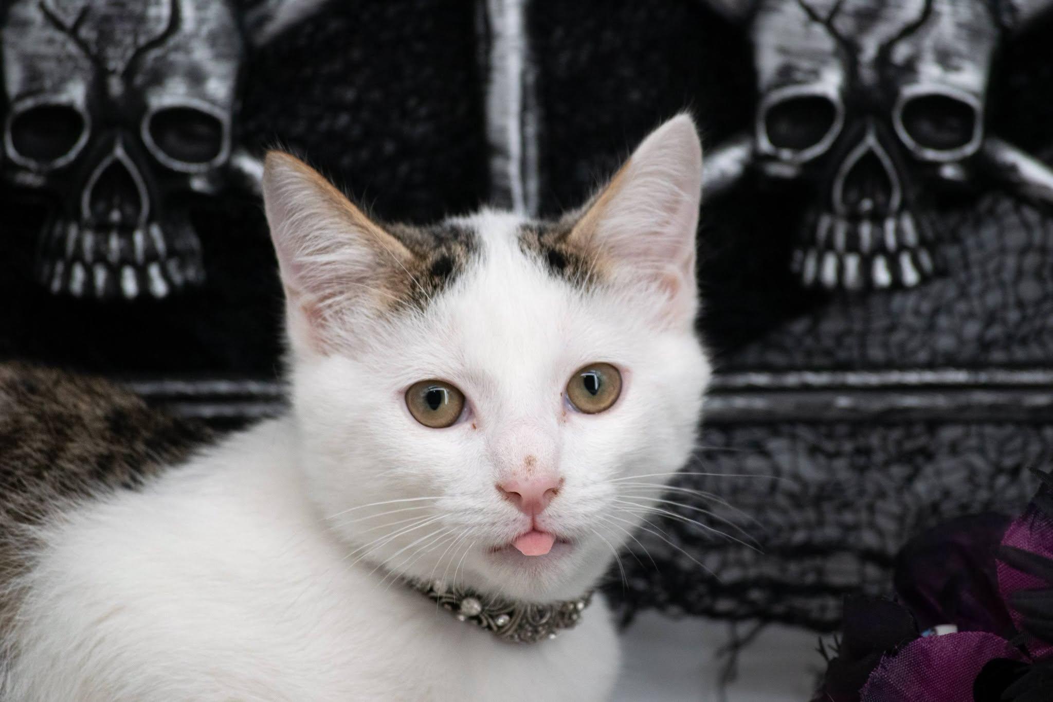 Enlarge Spirit, a Adoptable Domestic Short Hair in Sevierville, TN image 3/3