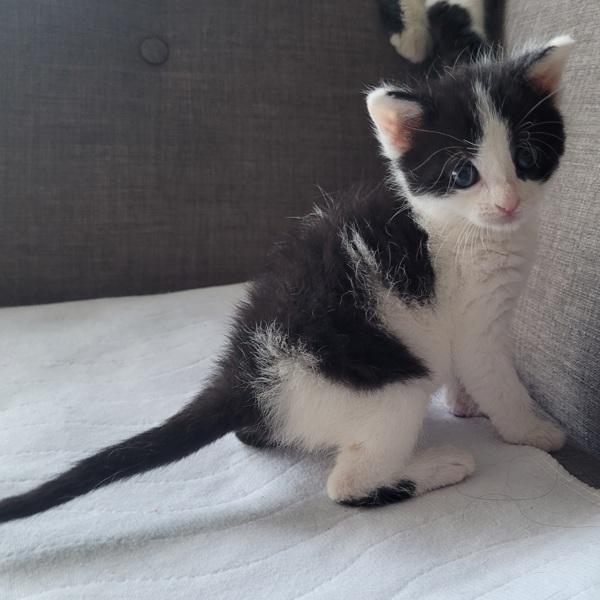 Rosie Posie, Adoptable, Kitten Female Domestic Short Hair.