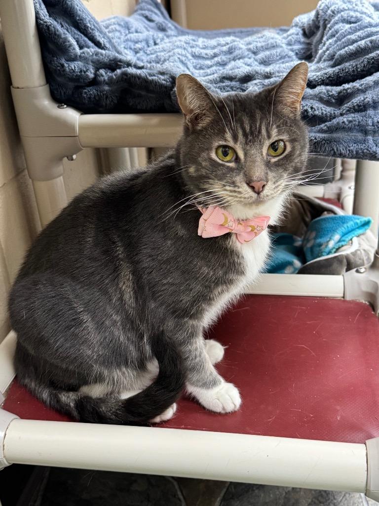 Enlarge Wally, a Adoptable mixed breed in Shorewood, IL image 1/6