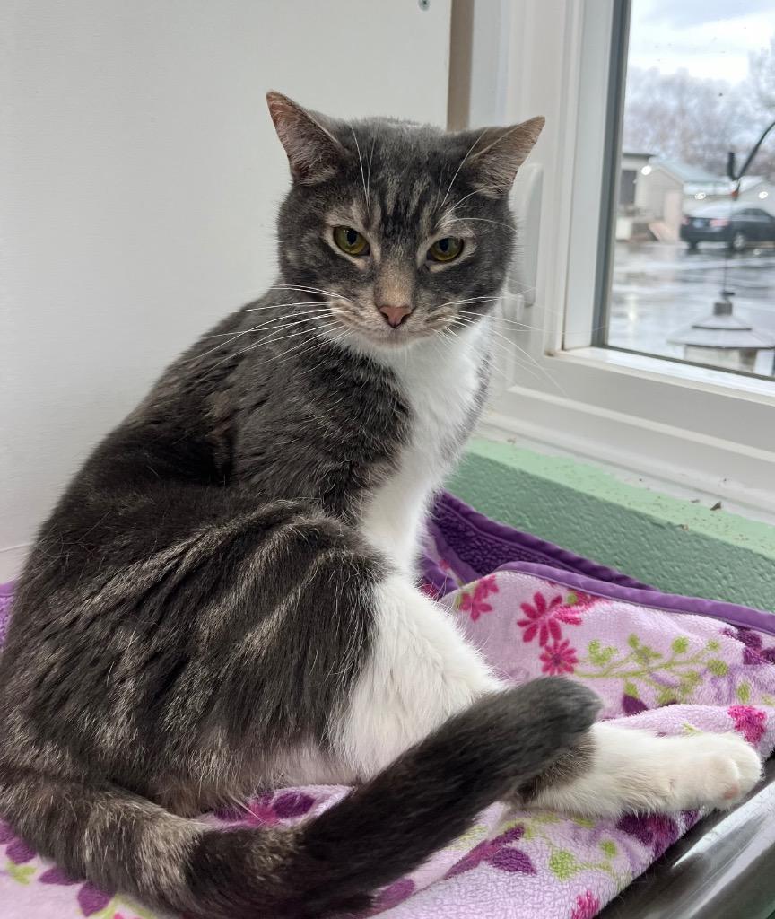 Enlarge Wally, a Adoptable mixed breed in Shorewood, IL image 2/6