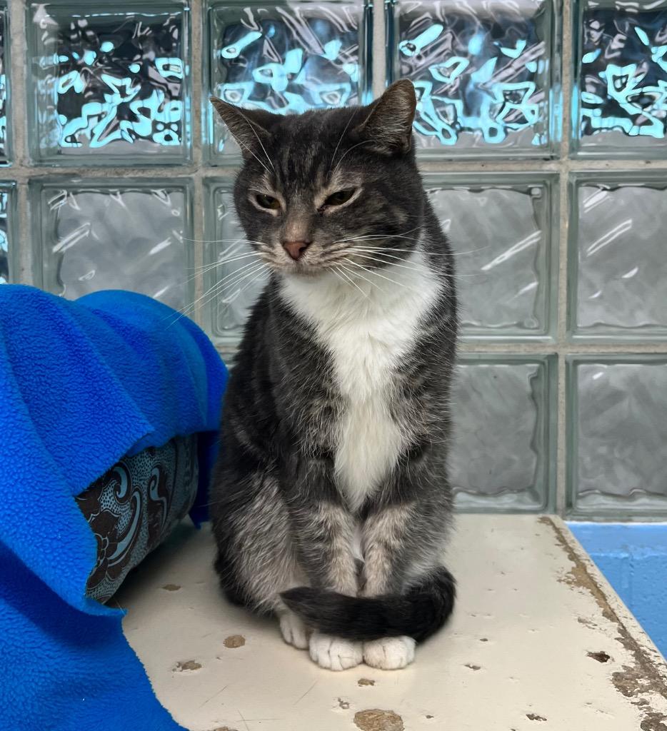 Enlarge Wally, a Adoptable mixed breed in Shorewood, IL image 3/6