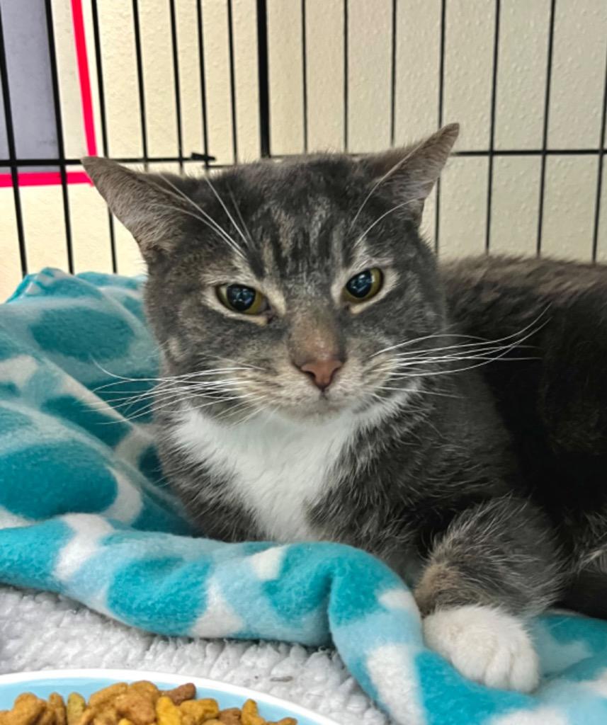 Enlarge Wally, a Adoptable mixed breed in Shorewood, IL image 5/6