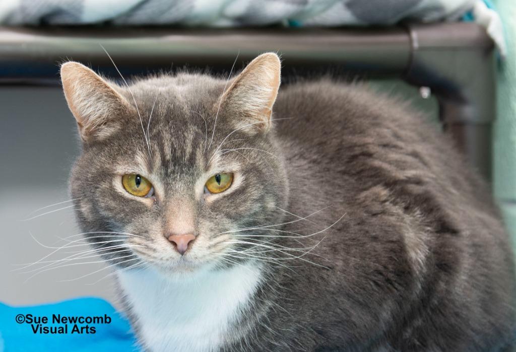 Enlarge Wally, a Adoptable mixed breed in Shorewood, IL image 6/6