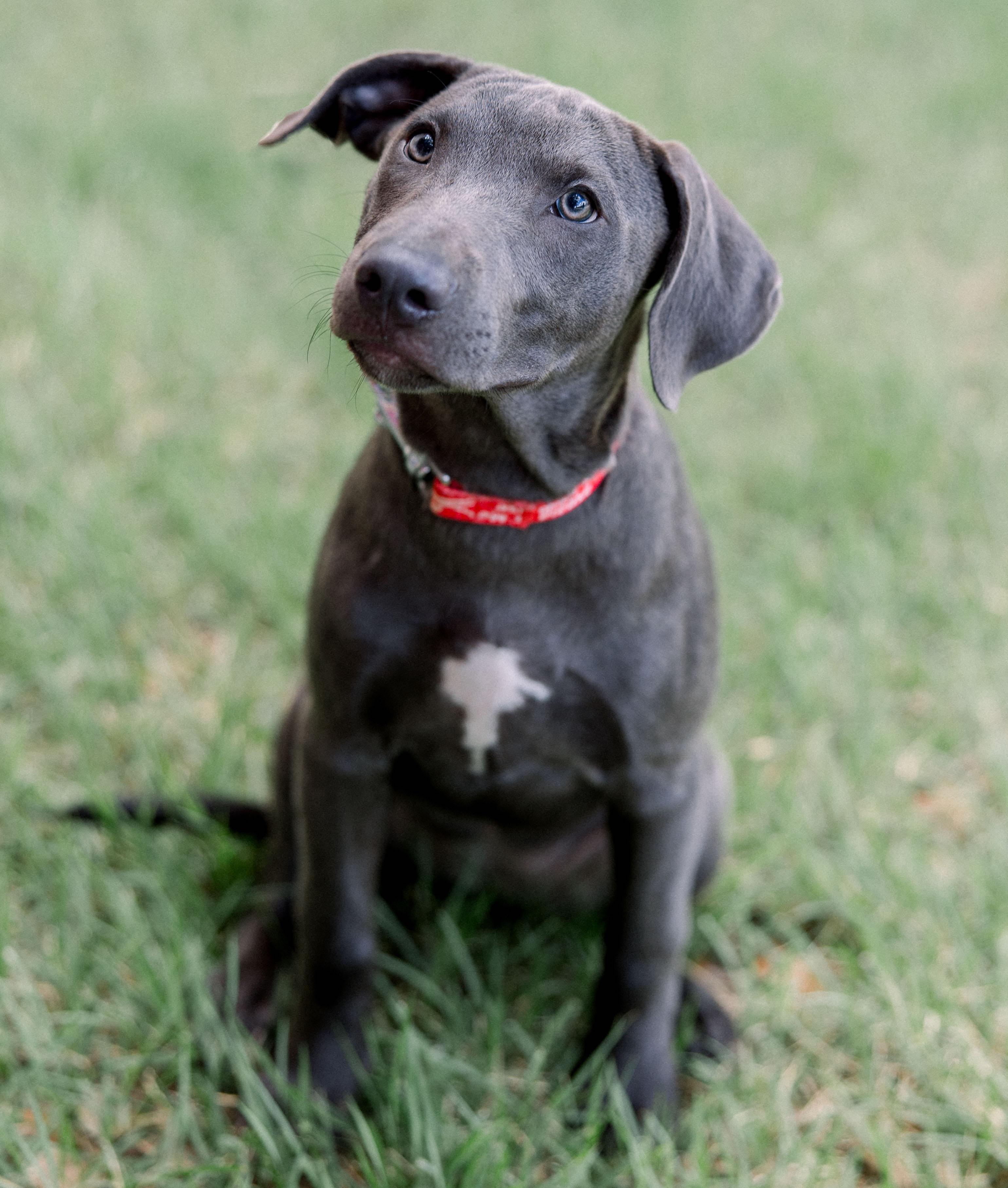 Juliet, Adoptable, Puppy Female Mixed Breed.