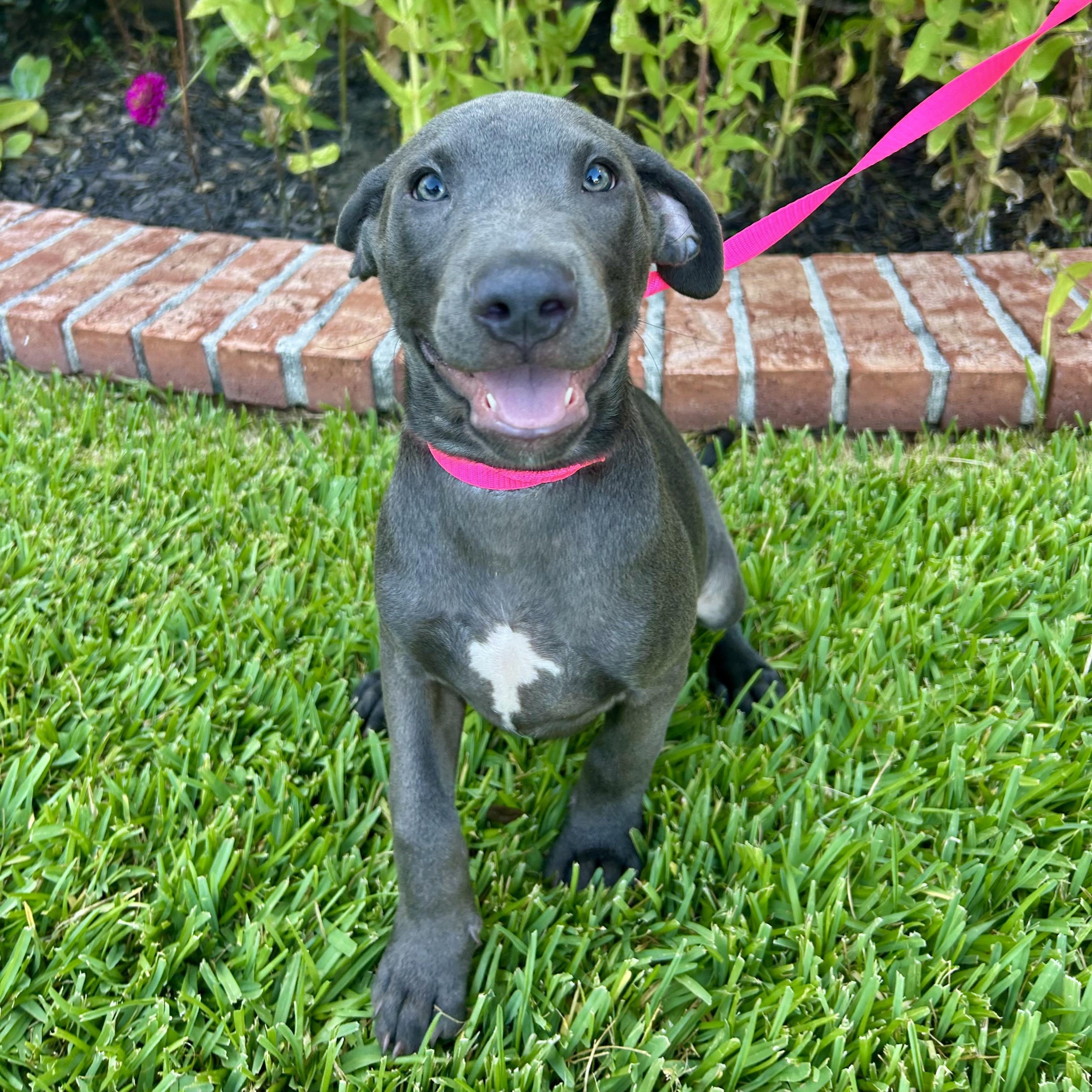 Enlarge Juliet, a Adoptable Mixed Breed in Bryan, TX image 2/2