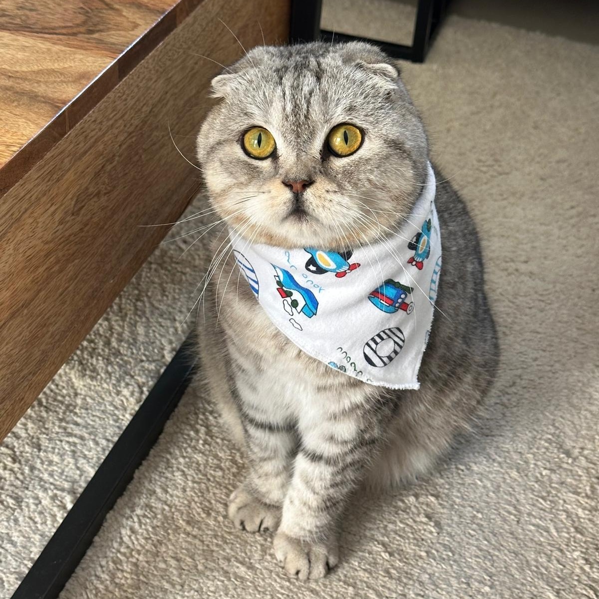 Ash, adopted, Adult Male Scottish Fold.