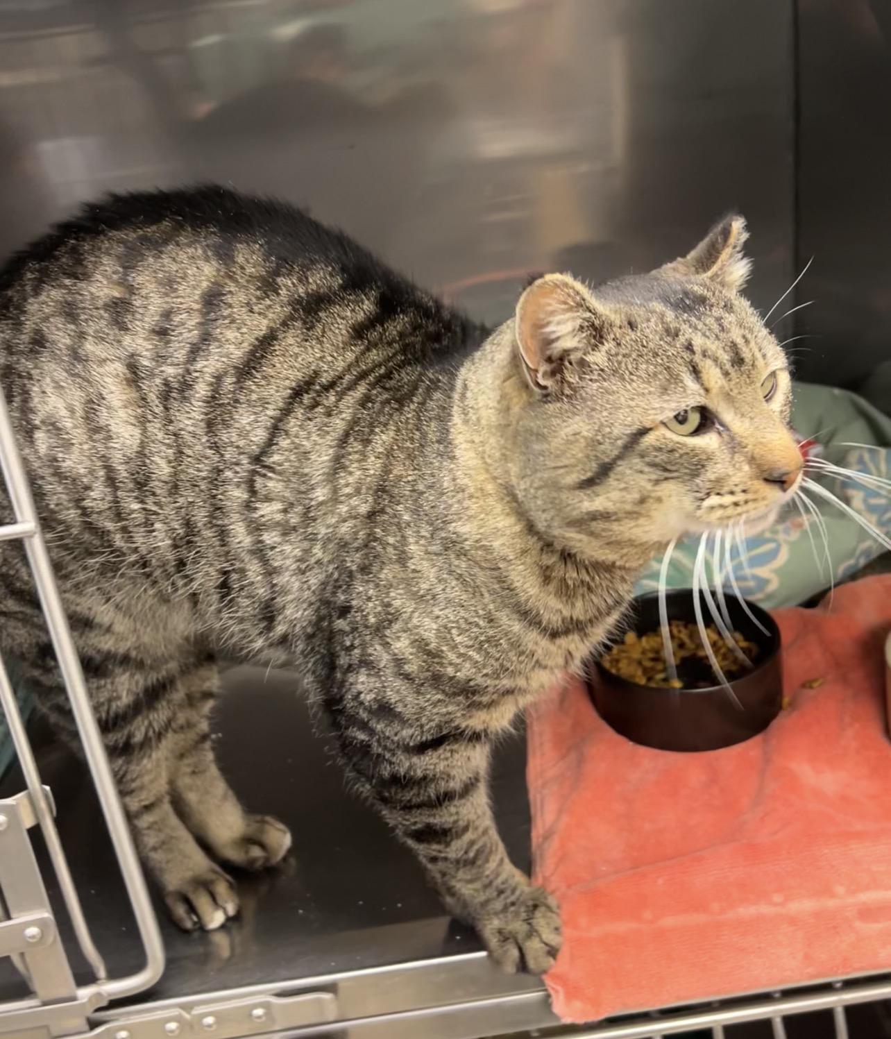 Enlarge Snapper, a Adoptable Domestic Short Hair in Montville, NJ image 4/4