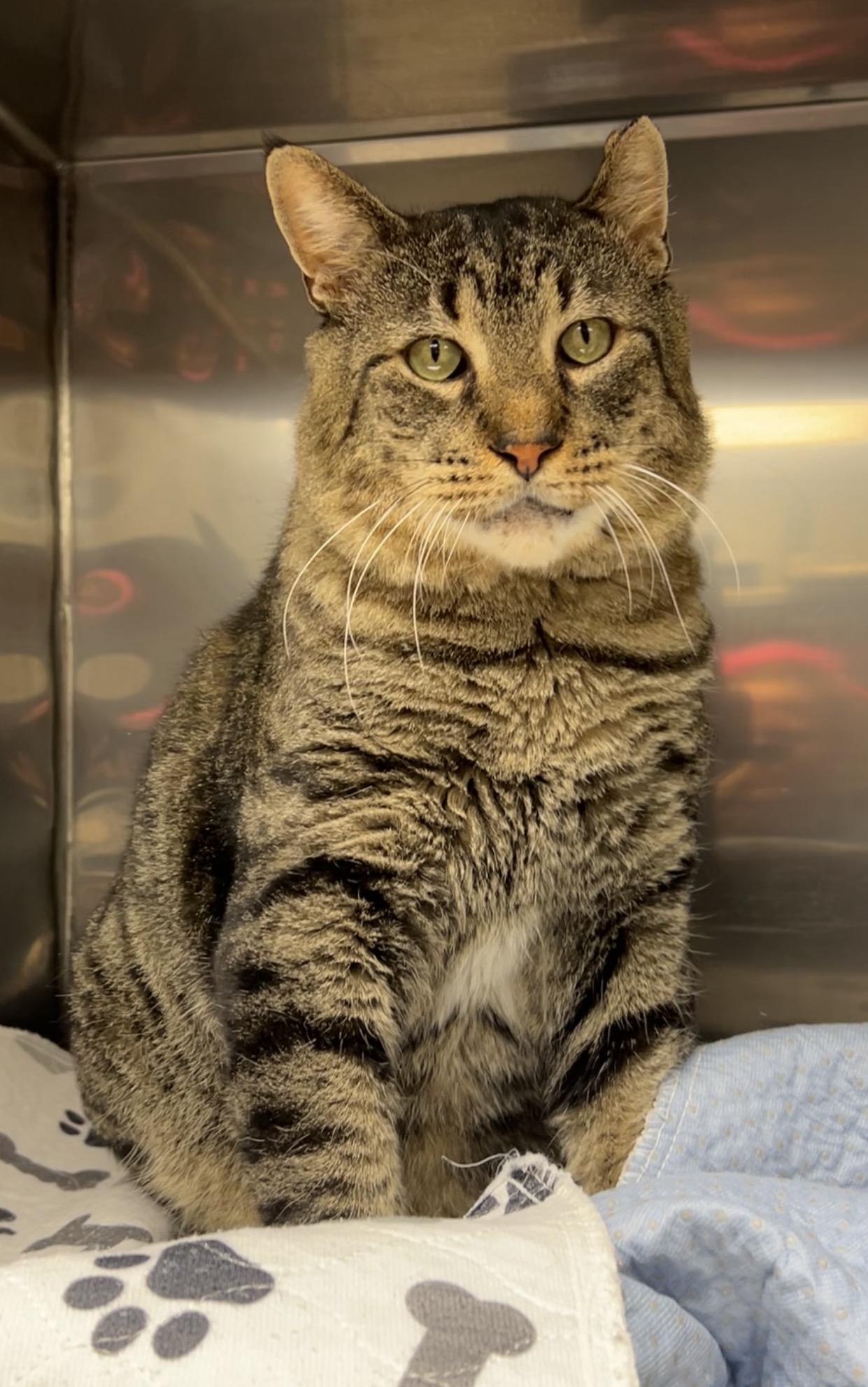 Enlarge Snappy, a Adoptable Domestic Short Hair in Montville, NJ image 3/5
