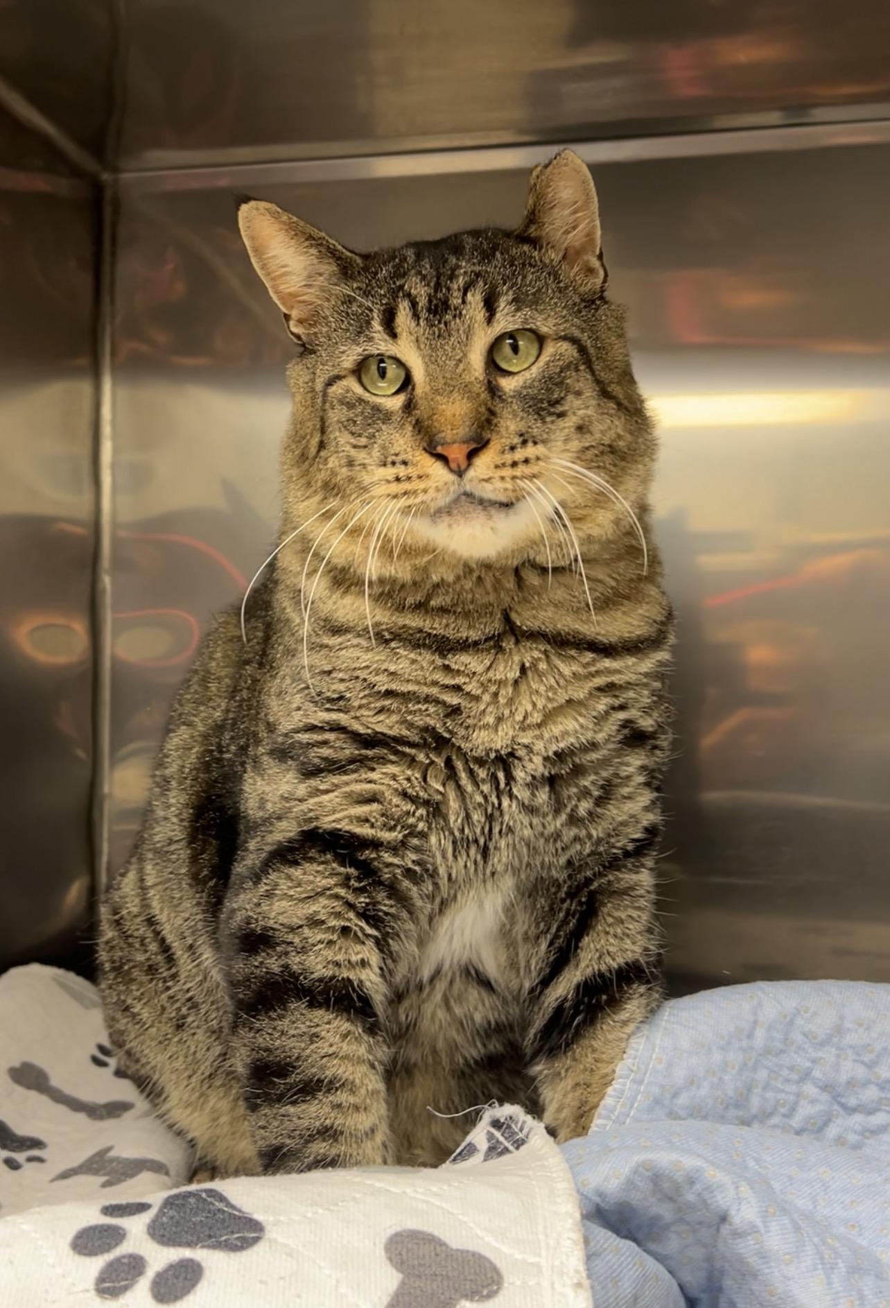 Enlarge Snappy, a Adoptable Domestic Short Hair in Montville, NJ image 4/5