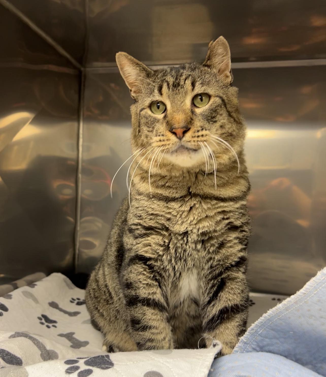 Enlarge Snappy, a Adoptable Domestic Short Hair in Montville, NJ image 1/5