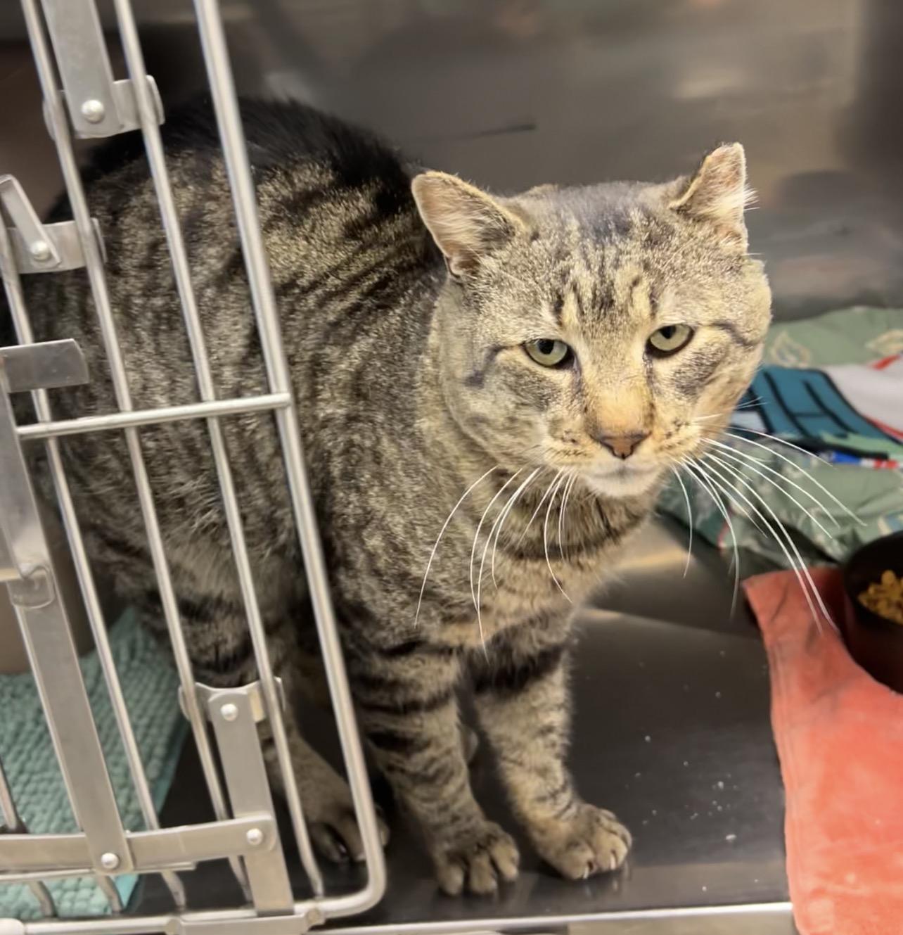 Enlarge Snapper, a Adoptable Domestic Short Hair in Montville, NJ image 2/4