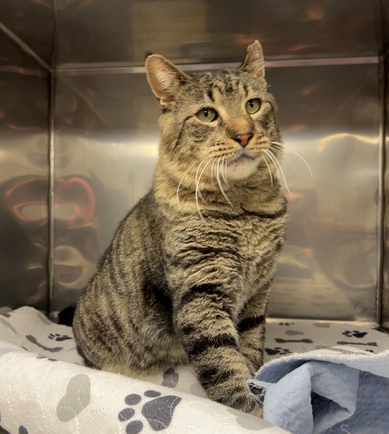 Enlarge Snappy, a Adoptable Domestic Short Hair in Montville, NJ image 5/5
