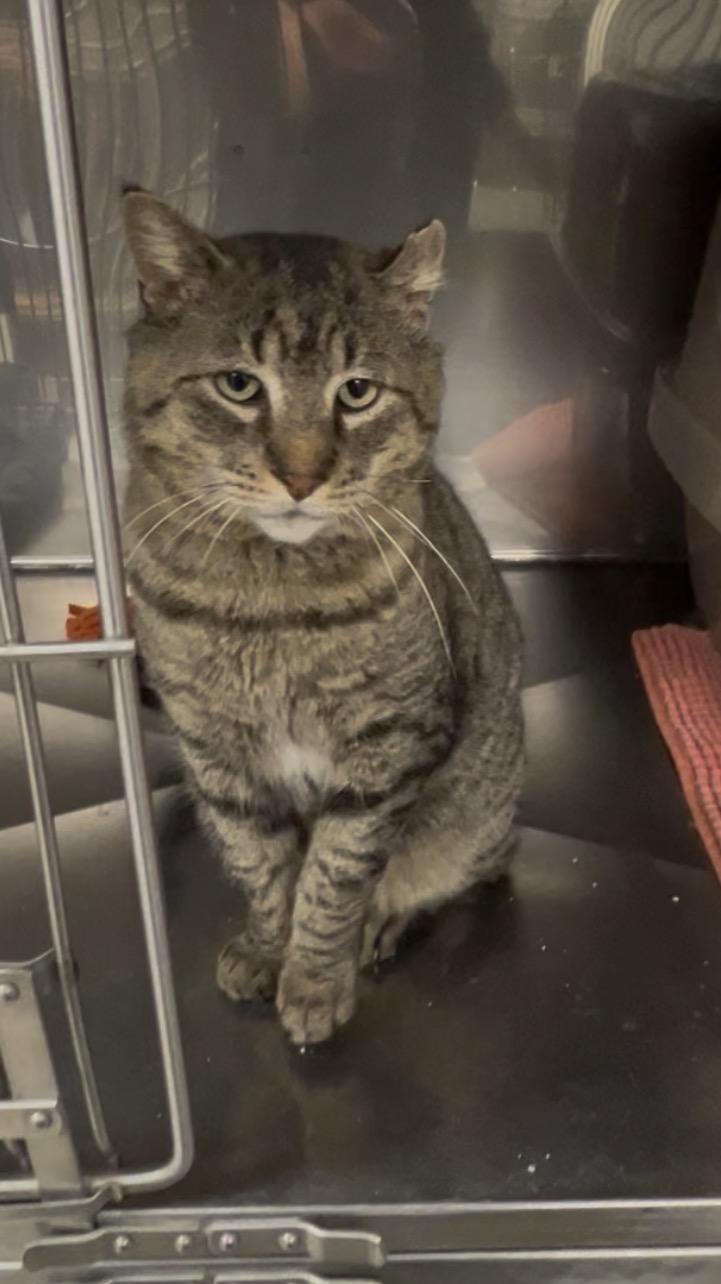 Snapper, Adoptable, Adult Male Domestic Short Hair.