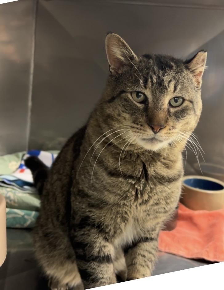 Enlarge Snapper, a Adoptable Domestic Short Hair in Montville, NJ image 1/4