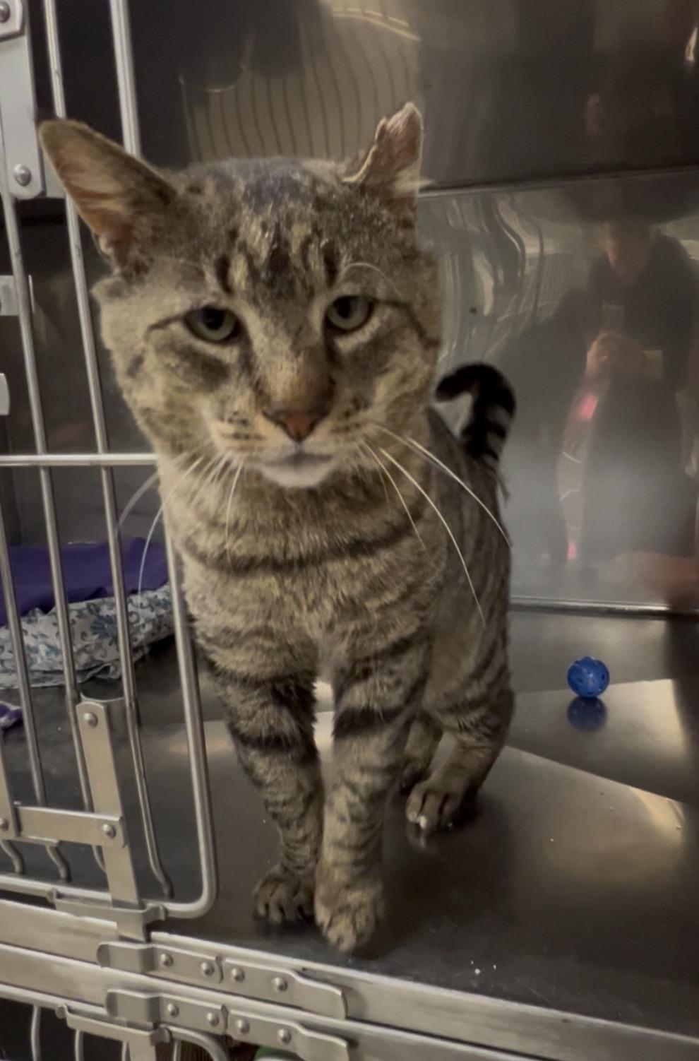 Enlarge Snapper, a Adoptable Domestic Short Hair in Montville, NJ image 2/4