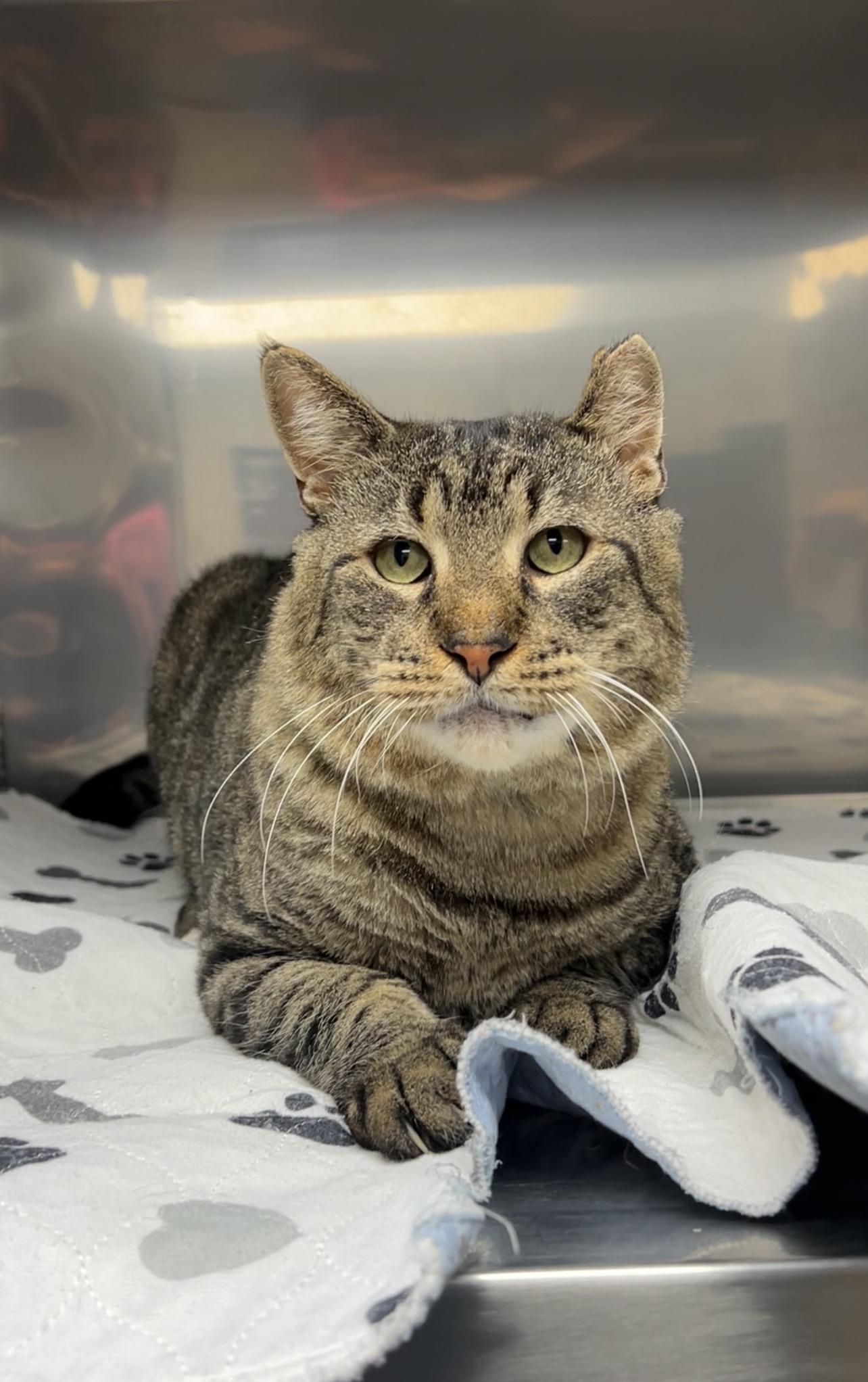 Enlarge Snappy, a Adoptable Domestic Short Hair in Montville, NJ image 2/5